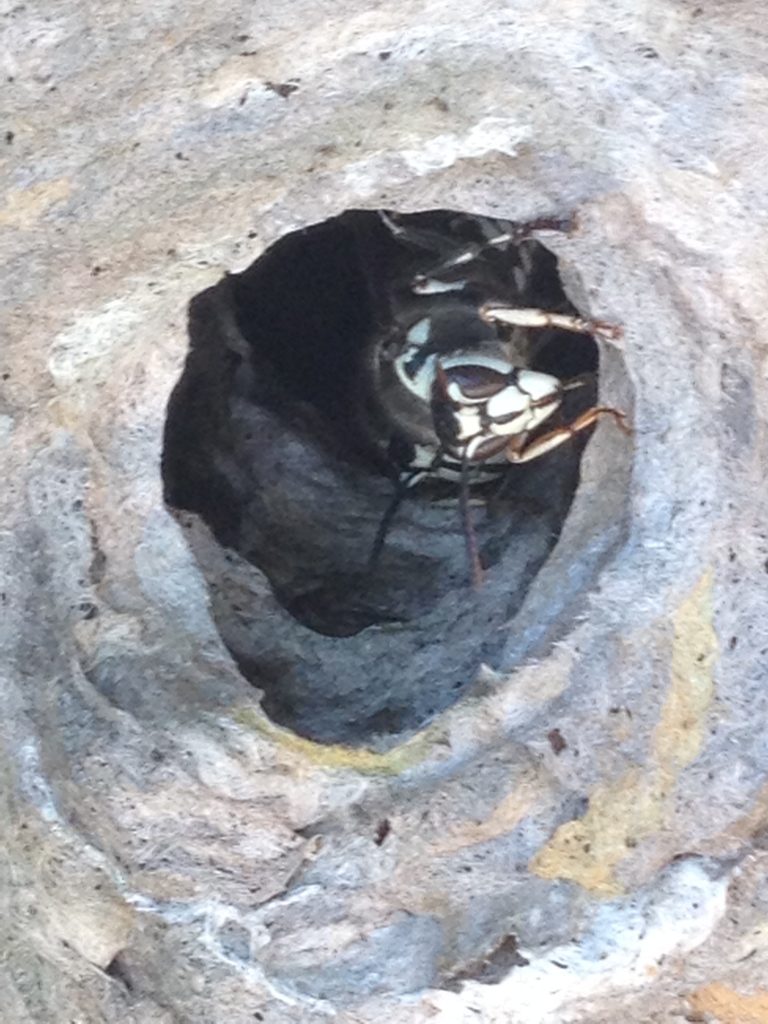 hornet & wasp pest control services