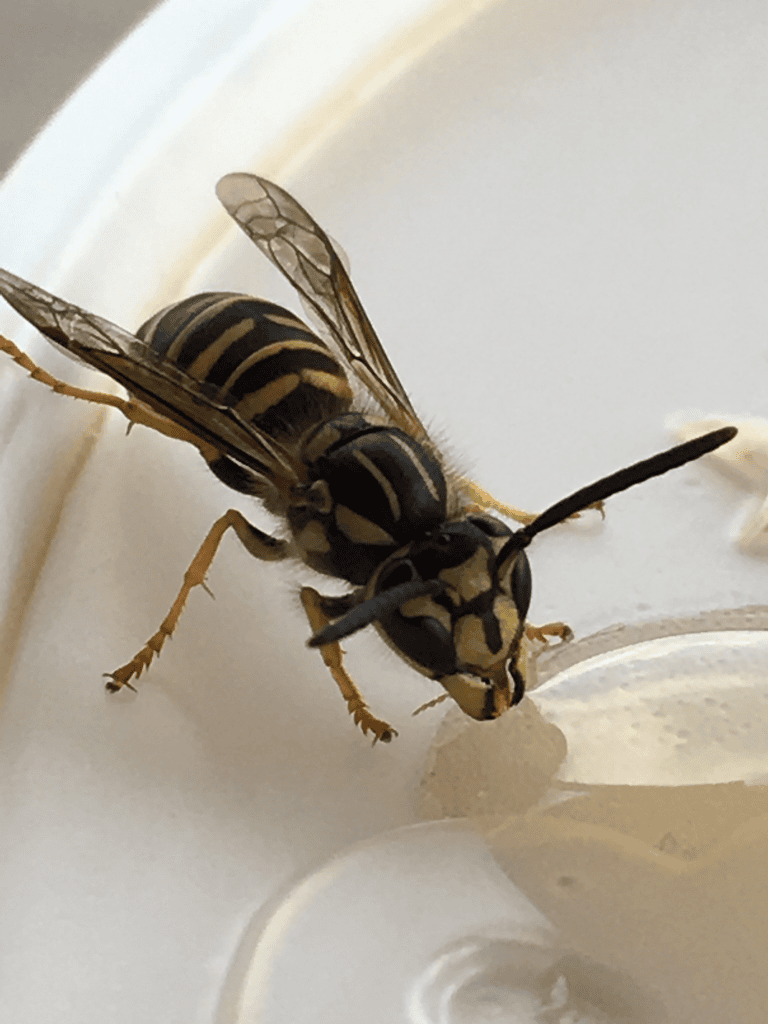 Yellowjacket Pest Control Services wasp extermination