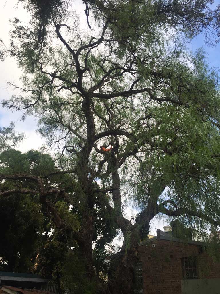 Sydney Canopy Reduction