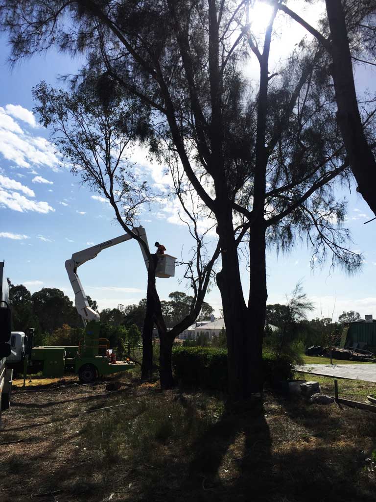 Mulgoa Tree Clearing