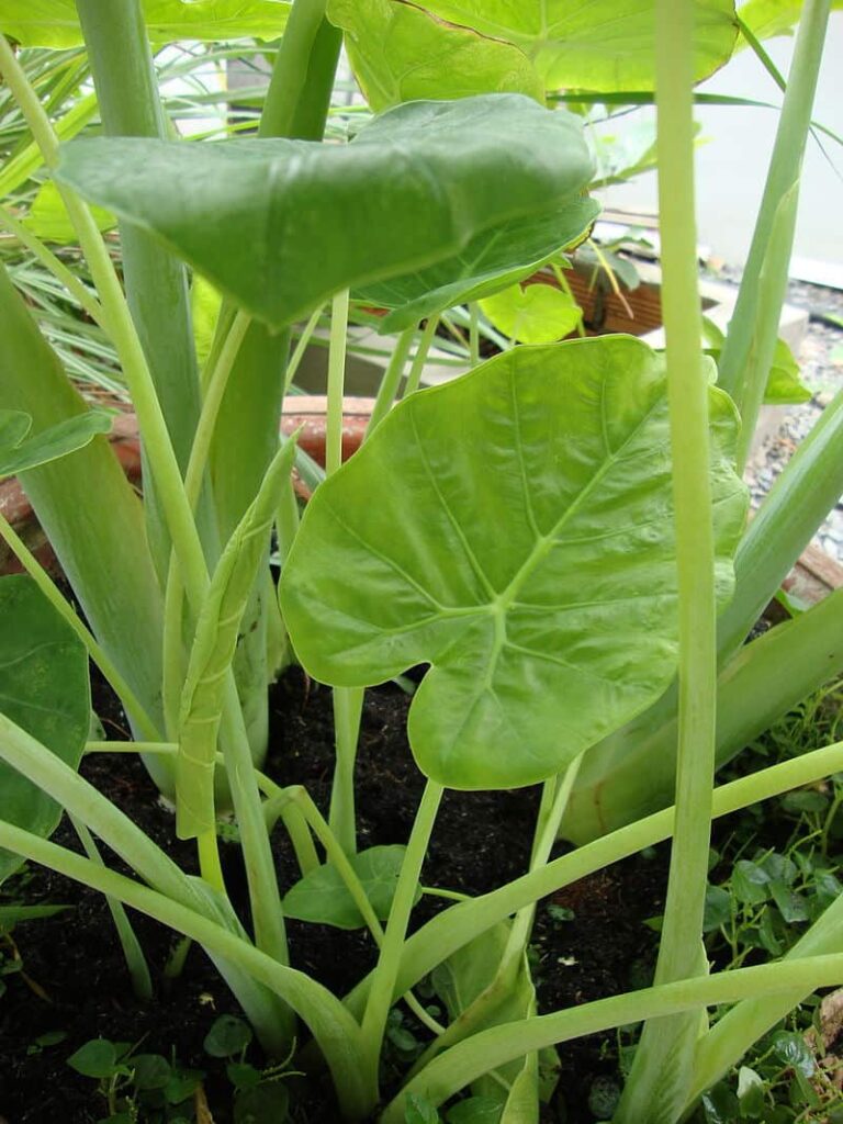 elephant ear stem
