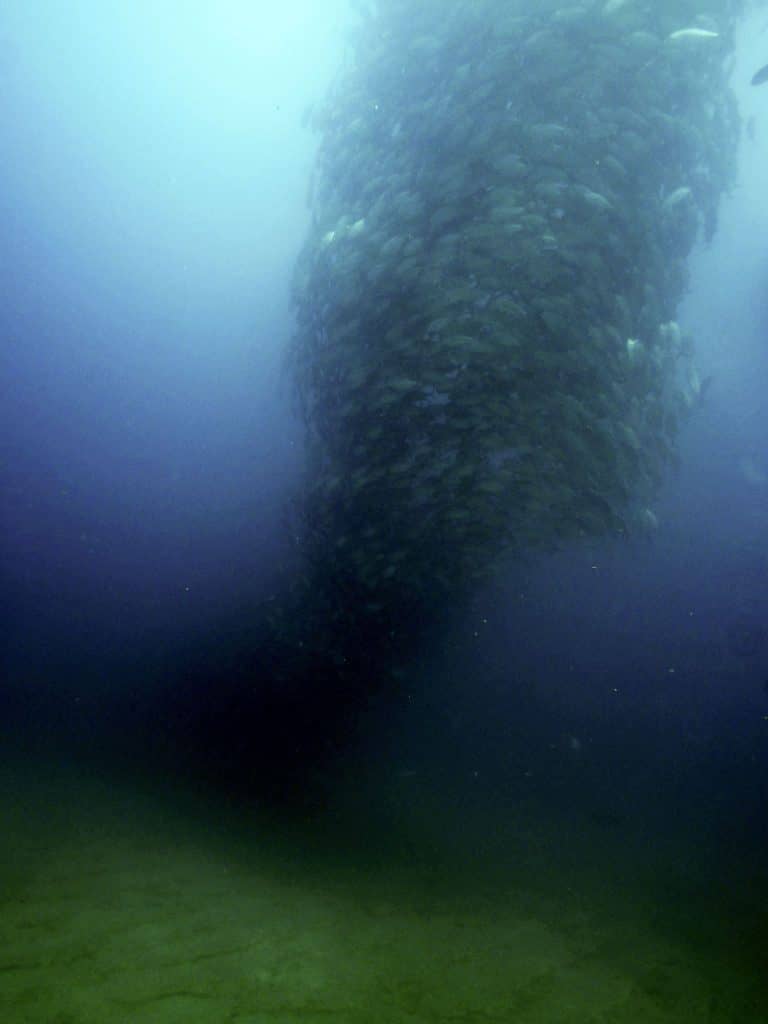 fish, fish tornado, cabo pulmo, tornado, mexico