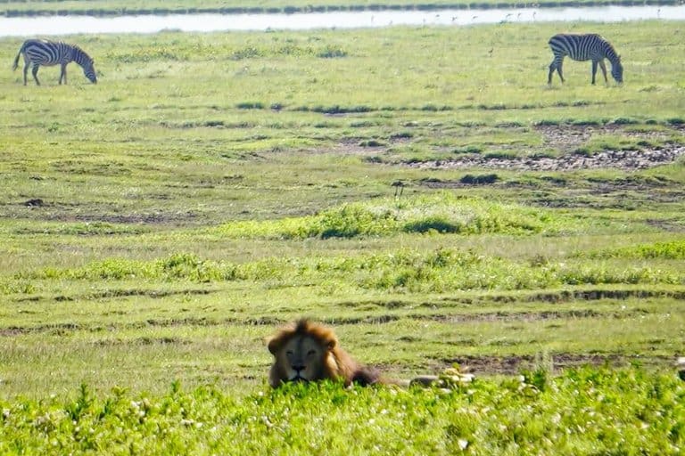 Lion at the Ngorongoro Crater in Tanzania.