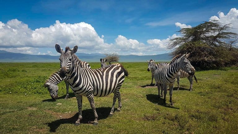 the Ngorongoro Crater in Tanzania.