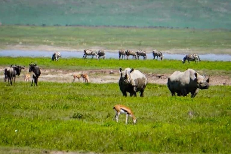 Rhino's in the Ngorongoro Crater in Tanzania.