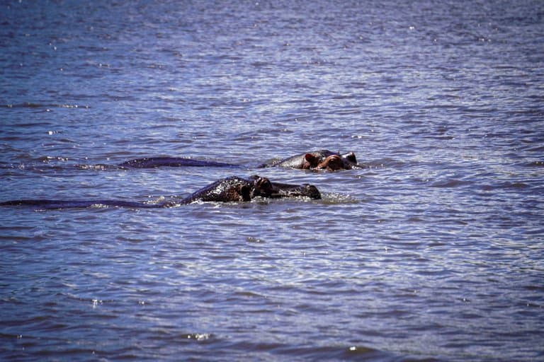 Hippo's in the Ngorongoro Crater in Tanzania.