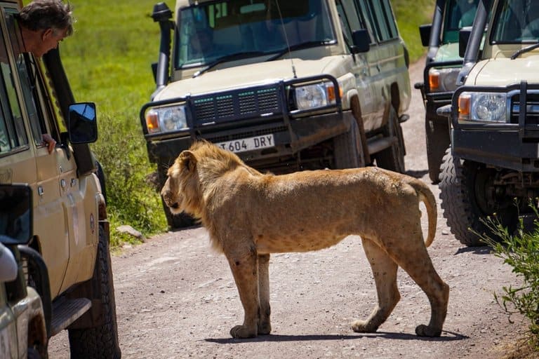 lion in the Ngorongoro Crater in Tanzania.