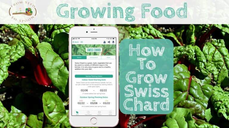 Swiss Chard blog post(1)