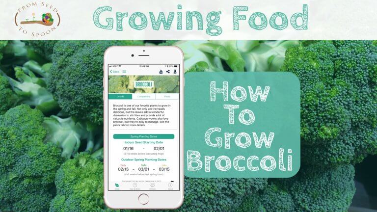 Broccoli blog post