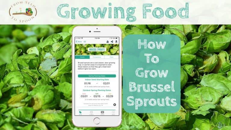 Brussel Sprouts blog post