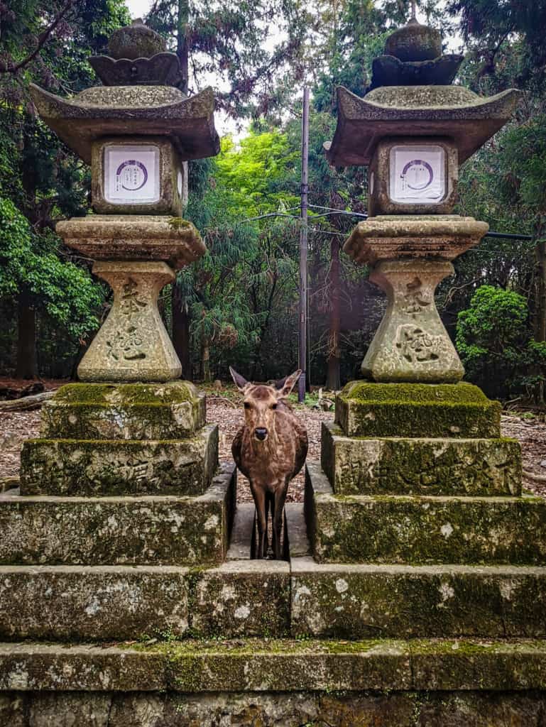 Nara Deer in between lanterns