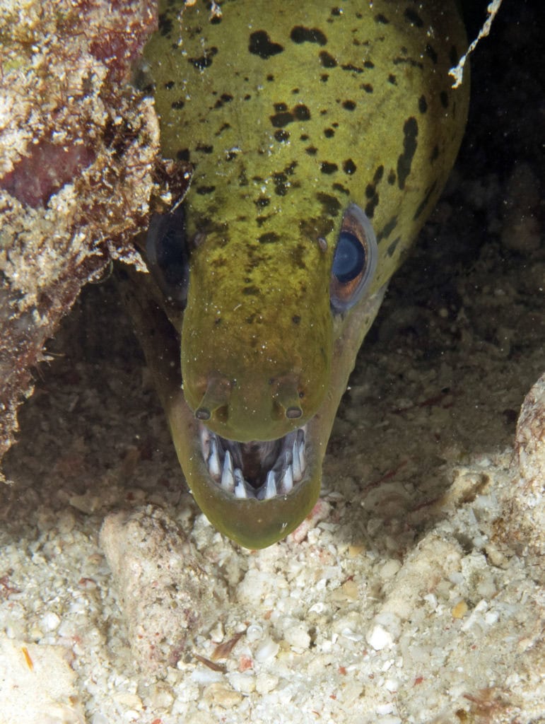 scuba diving, raja ampat, travels with tam