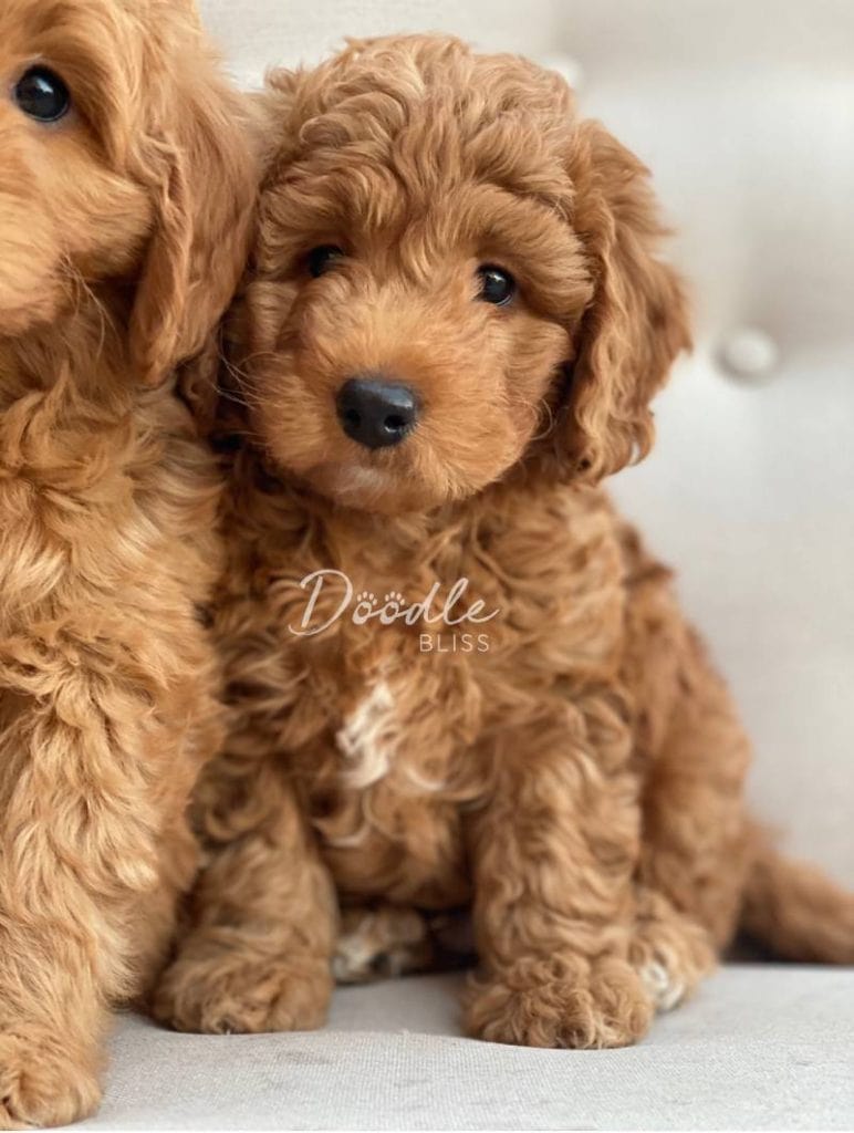 Mini Goldendoodle Puppy Cut