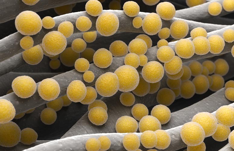 Weniger Multiresistente Keime In Den Niederlanden Acuraklinik