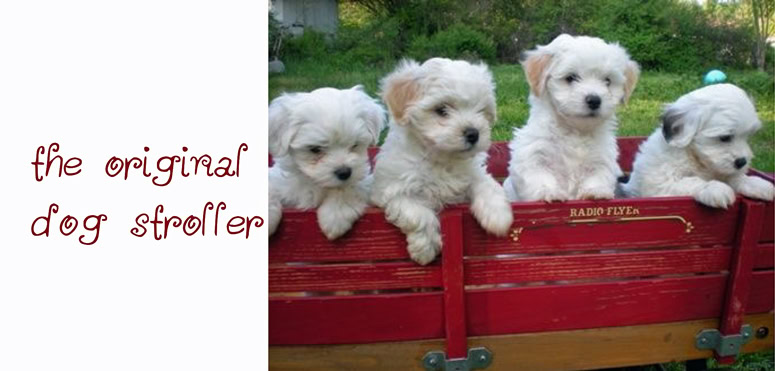 What to look for in a pet stroller
