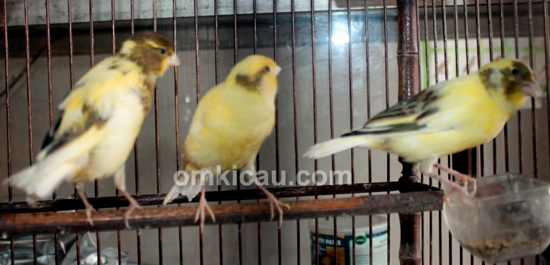 Ifung - Mifta Bird Shop Jakarta Barat