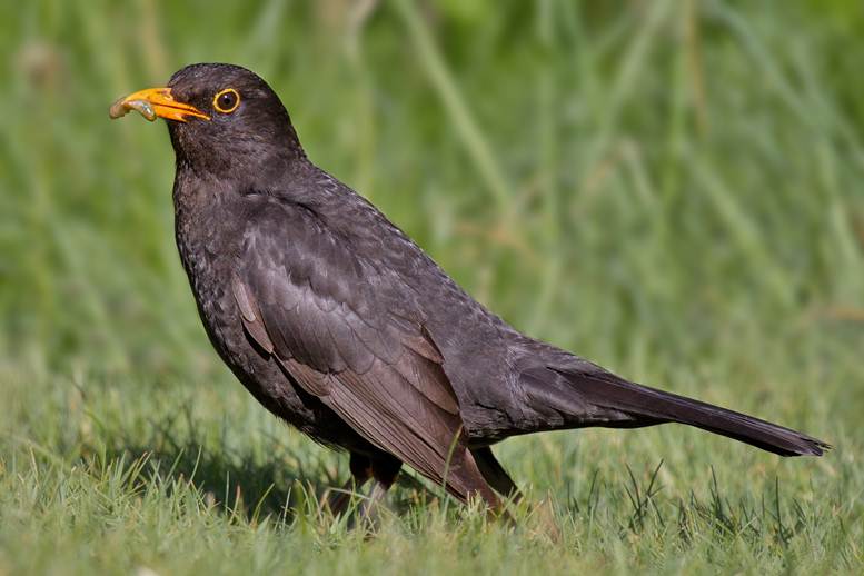 Common black birds