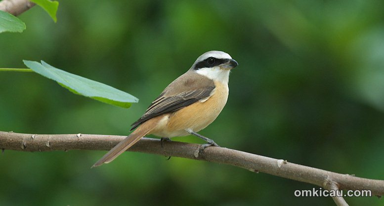 Cendet coklat - brown shrike