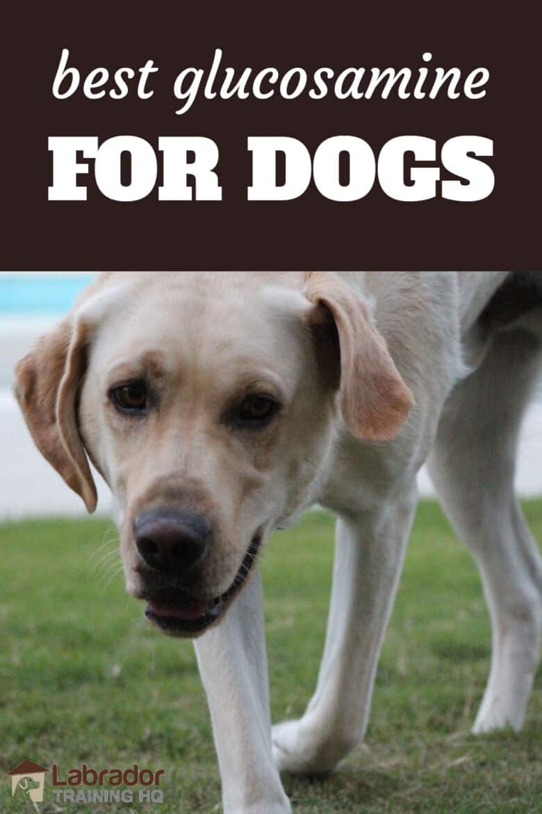 best-glucosamine-for-dogs-e1515978652858.png Best Glucosamine For Dogs - Older yellow lab slowly walks on grass towards camera.