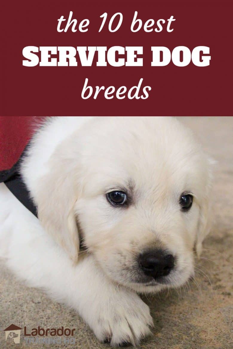 The 10 Best Service Dog Breeds - White puppy wearing service dog jacket lying on the floor.