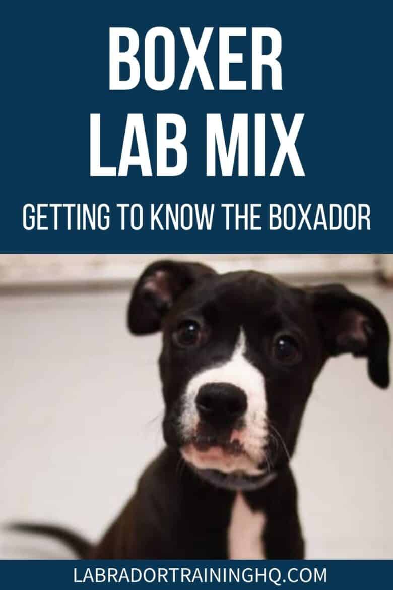 Boxer Lab Mix - Getting To Know The Boxador - Boxer Lab mix puppy sit-stay - The Boxer Lab mix, also known as Boxador, is a medium to large-sized designer dog. Active, playful, and loyal, this mix makes a great pet to active families.