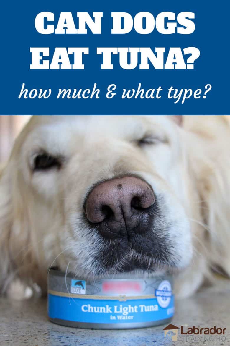 Featured image of post How to Make Is Tuna Good For Dogs Coat