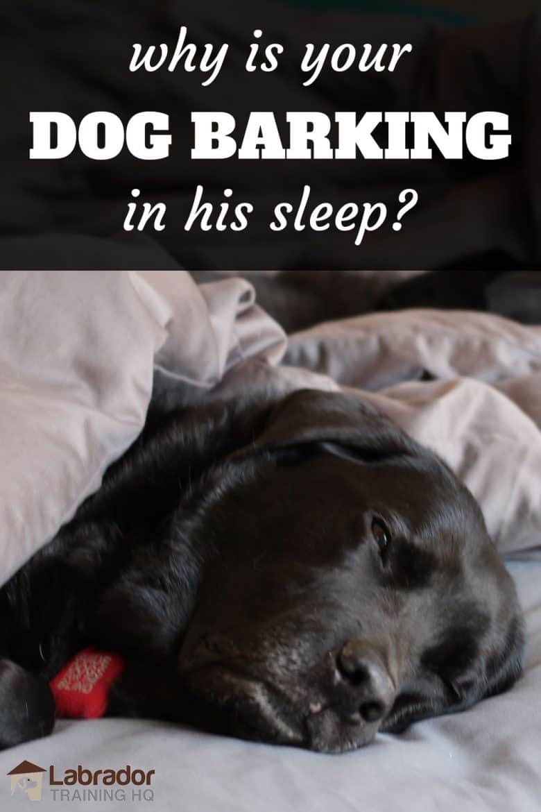 Why Is Your Dog Barking In Their Sleep