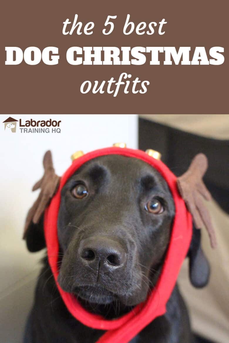 The 5 Best Dog Christmas Outfits - Black Labrador Retriever puppy wearing reindeer ears.