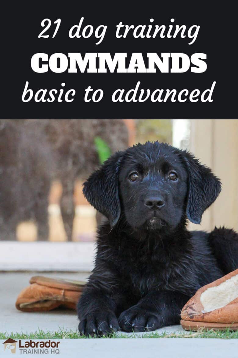 21 Dog Training Commands - Basic To Advanced - Wet black Lab puppy in a perfect down stay next to brown slippers.