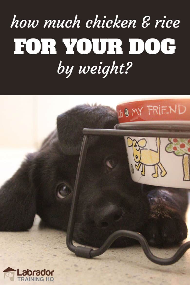 Featured image of post Recipe of How Much Chicken And Rice To Feed A Puppy