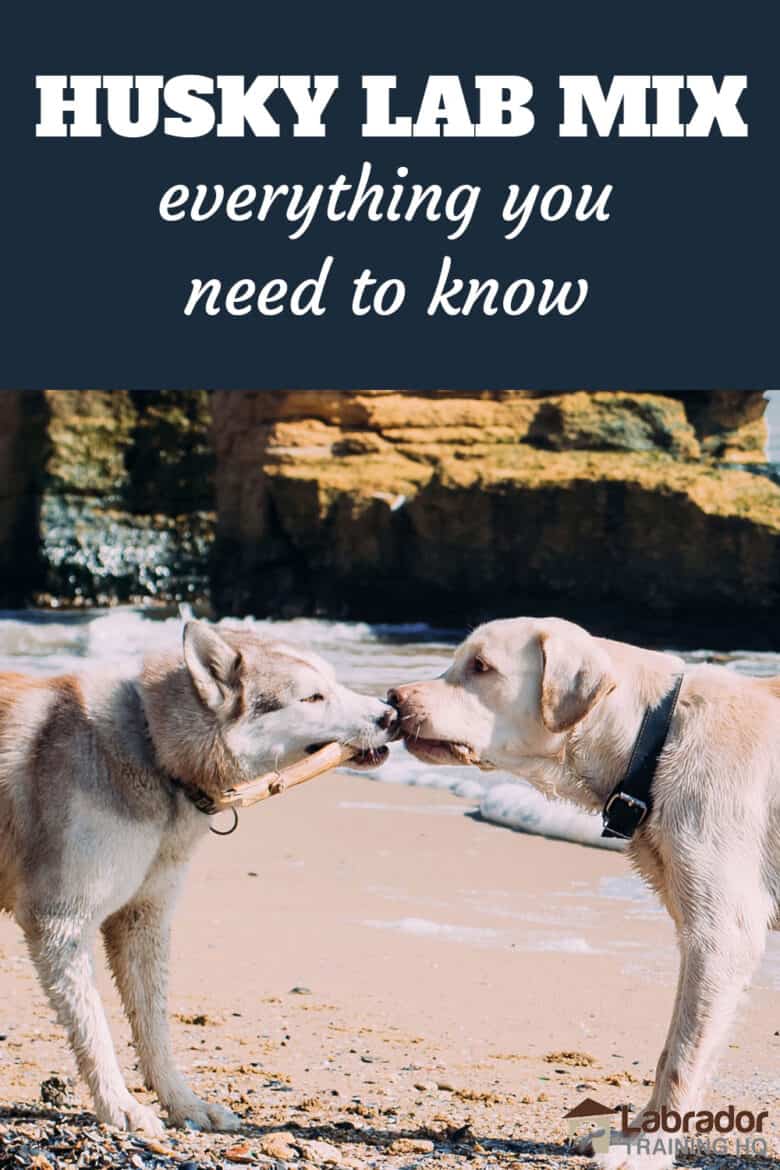 Everything You Need To Know About Husky Lab Mix Dogs Labradortraininghq