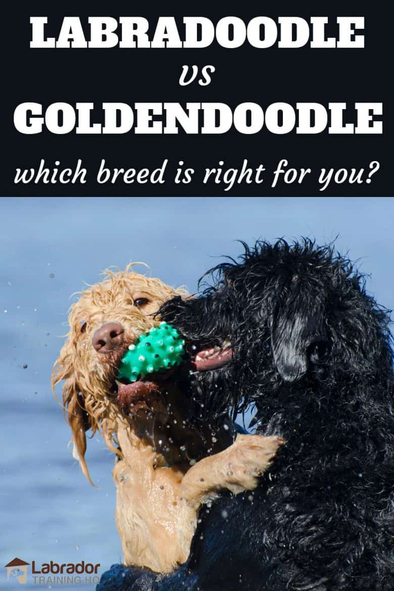 Labradoodle vs Goldendoodle which breed is right for you? - Light brown and black curly coated dogs do battle for a green squeaky toy.