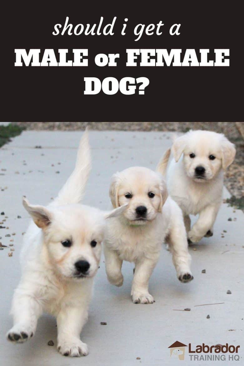 Are male or female lab better dogs