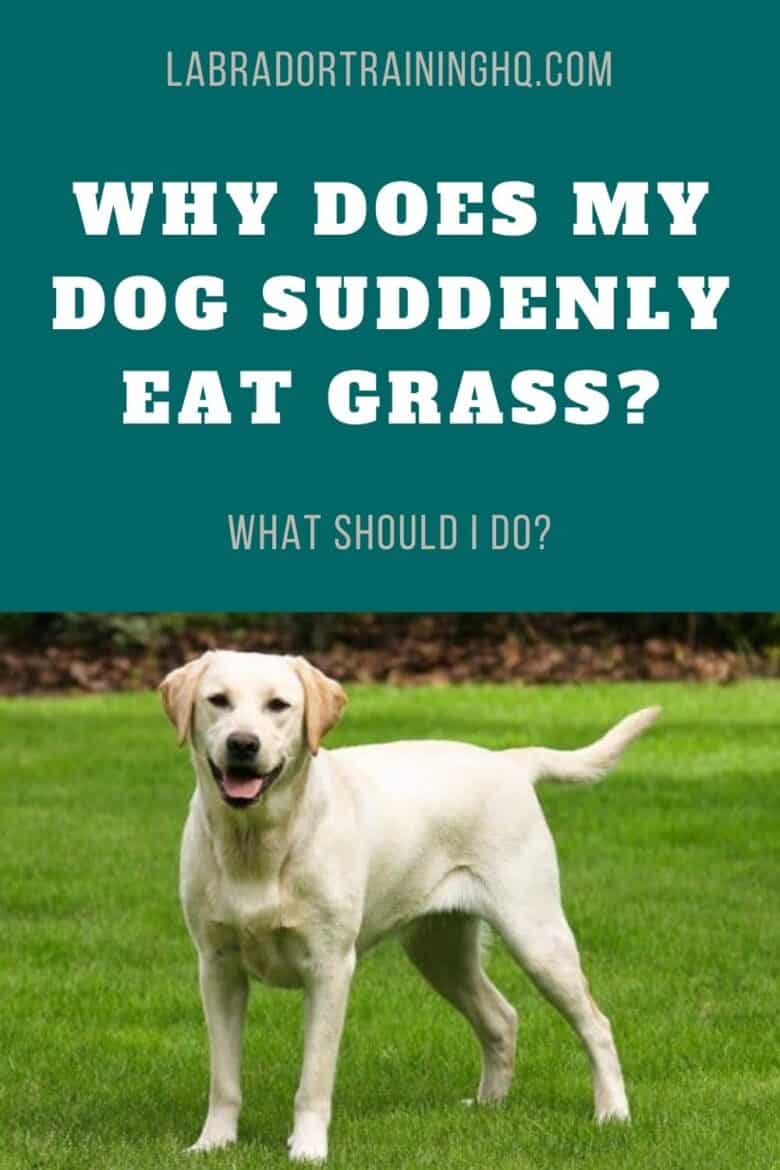 Why Your Dog Eats Grass And What To Do About It