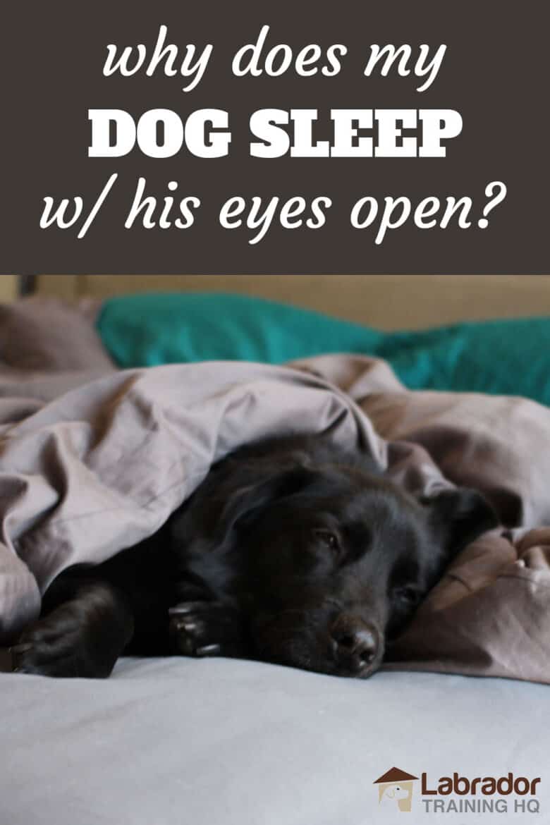 Why Does My Dog Sleep With His Eyes Open? - Black Lab lying down in bed with his eyes slightly opened.