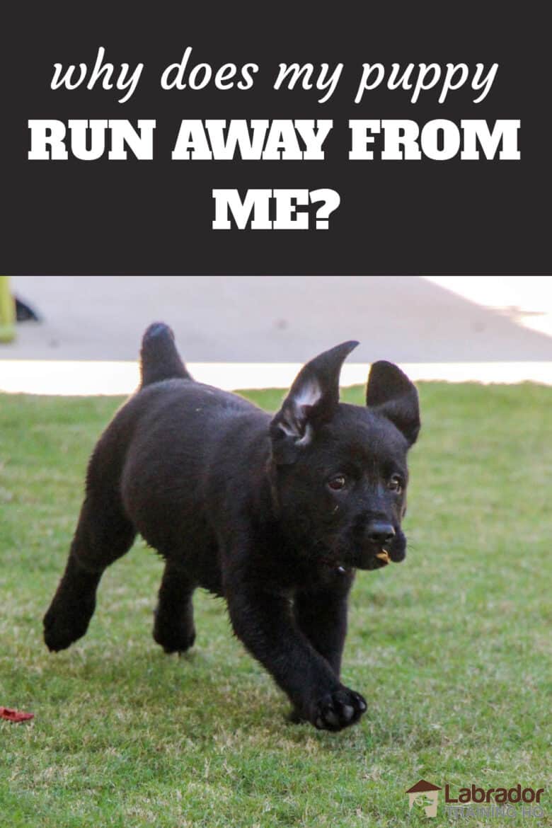 Wby Does My Puppy Run Away From Me And What Should I Do? Black Labrador Retriever puppy running across the grass with leaf in her mouth.