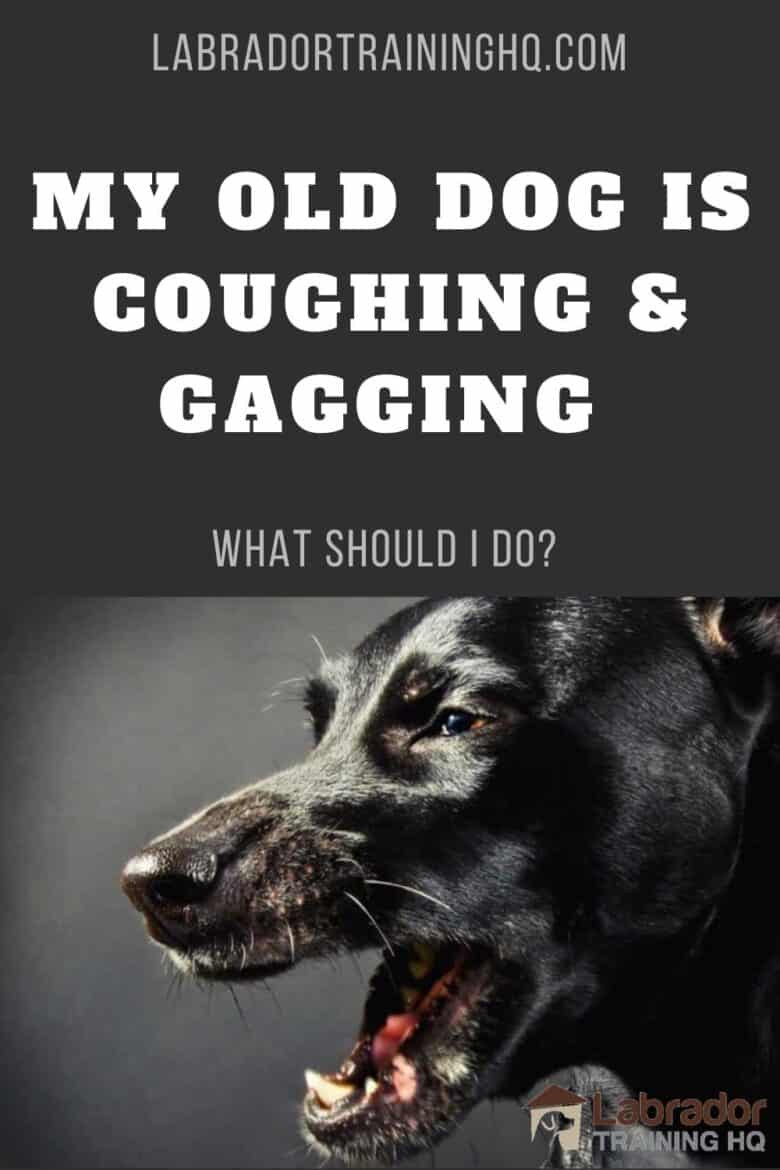 What Does It Mean When Old Dogs Start Coughing And Gagging