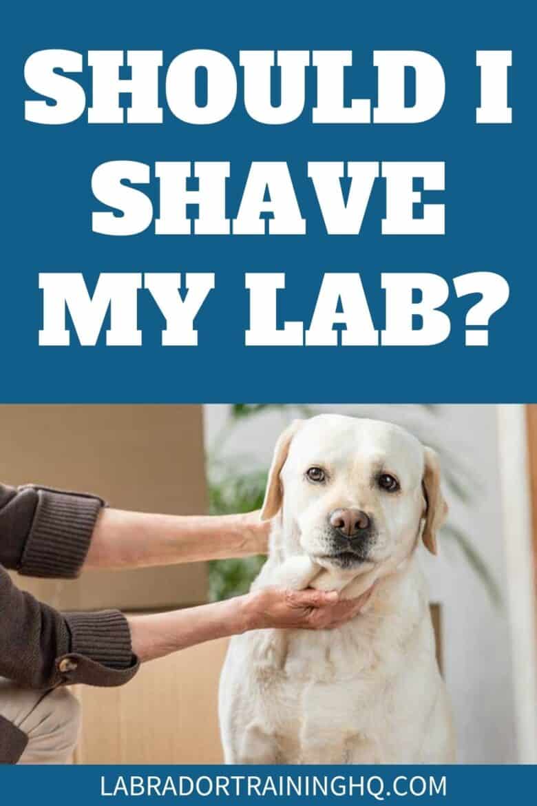 Should I Shave My Lab? Why Shaving Your Labrador Is A Bad Idea - Yellow Lab sitting while being handled by someone - When you shave a Lab, you are permanently damaging their coat. Besides making your Lab prone to sunburns, shaving won’t reduce your dog’s shedding.