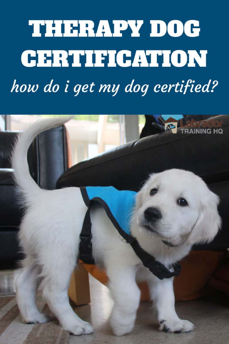 Therapy Dog Certification - How Do I Get My Dog Certified? - Golden Retriever puppy wearing blue therapy dog training vest.