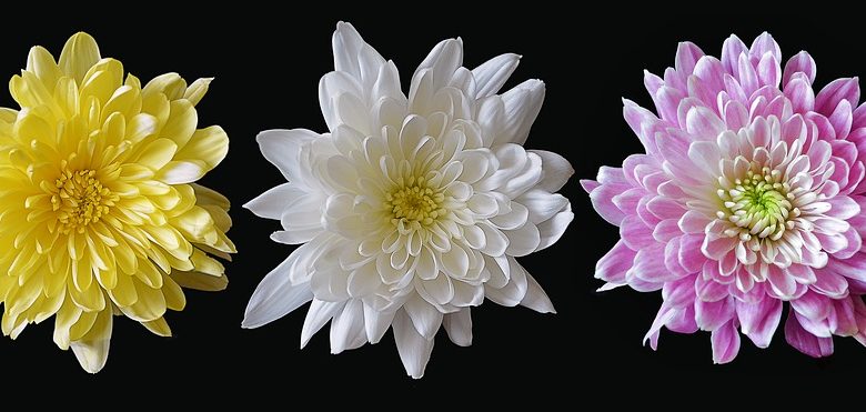 chrysanthemum with different colors