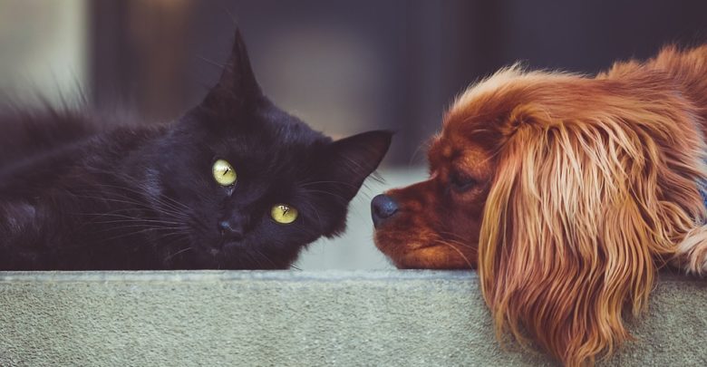 Useful and Fun Pet Accessories