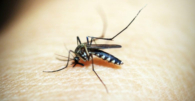 Repel Mosquitoes