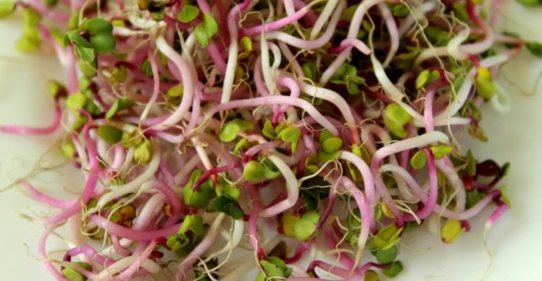 vegetable sprouts