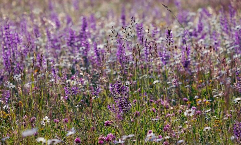 Purple salvia blooms