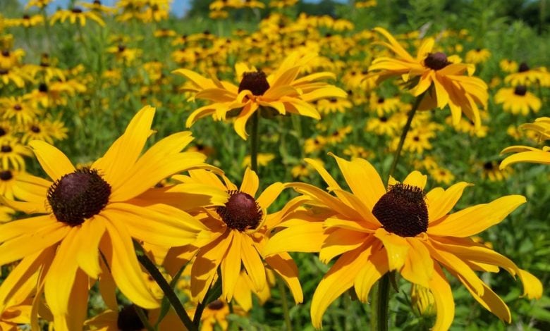 black eyed susan on fields