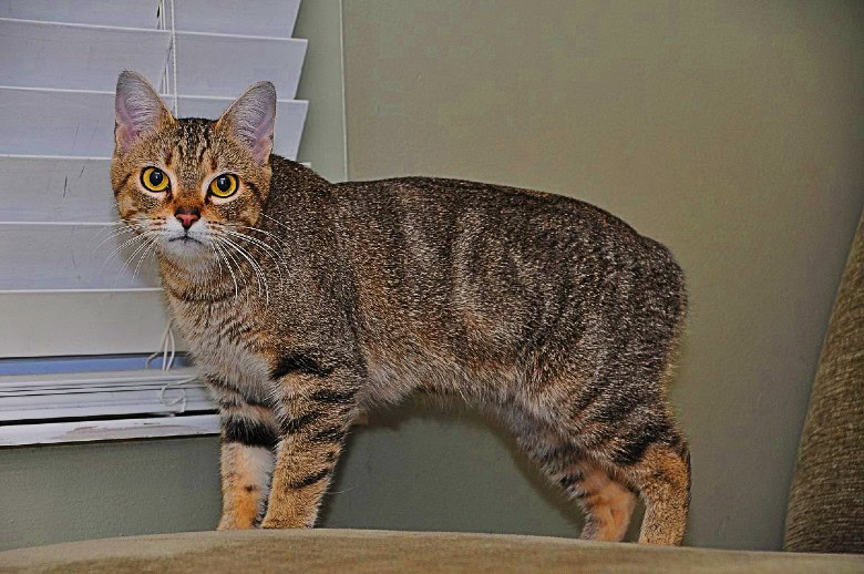 image of a Manx cat hanging out in the house