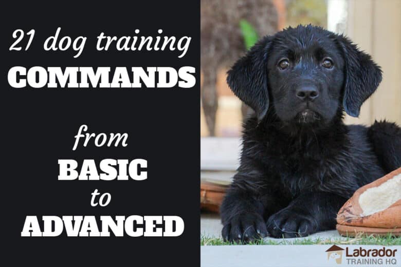 21 Dog Training Commands From Basic To Advanced - Black Labrador Retriever puppy patiently waits in a down-stay next to brown slippers.