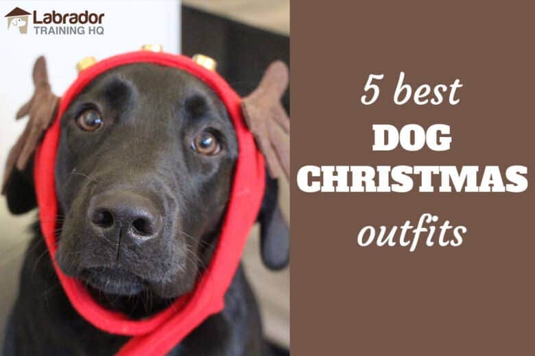 5 Best Dog Christmas Outfits - Black Lab puppy wearing reindeer ears.