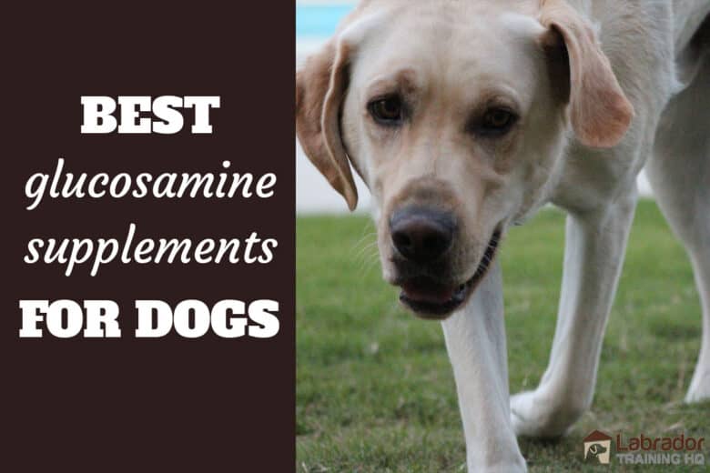 Glucosamine-01 Best Glucosamine Supplements For Dogs - Older yellow Labrador Retriever walking on grass towards the camera