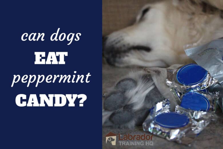 Can Dogs Eat Peppermint Candy? - Yellow dog lying on floor with paw next to peppermint candies.
